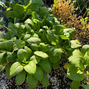 Semillas de reliquia verde Choy shanghai 50