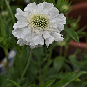 May include: A white flower with a green center, surrounded by green leaves.