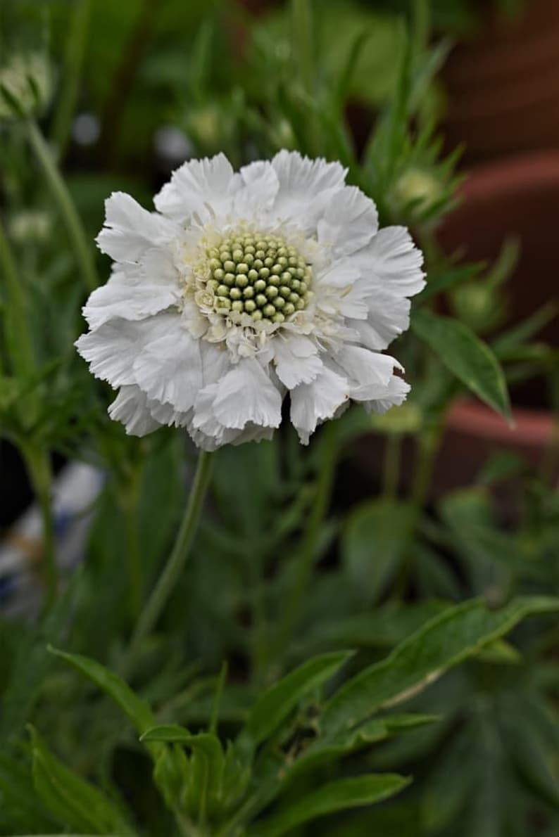 May include: A white flower with a green center, surrounded by green leaves.