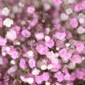 Puede incluir: Un ramo de flores de aliento de beb&eacute; rosa y blanco. Las flores son peque&ntilde;as y delicadas, y est&aacute;n dispuestas en un racimo.