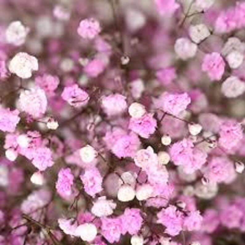 Puede incluir: Un ramo de flores de aliento de beb&eacute; rosa y blanco. Las flores son peque&ntilde;as y delicadas, y est&aacute;n dispuestas en un racimo.