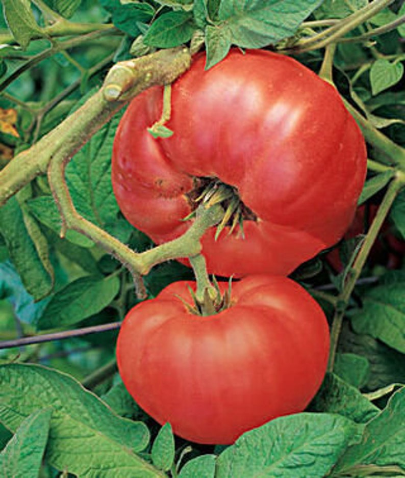 Tomato Red Brandywine tomato seeds 10 Etsy