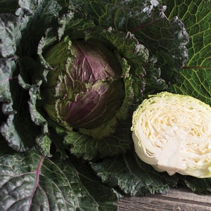 Cabbage Deadon Red organic seed 30