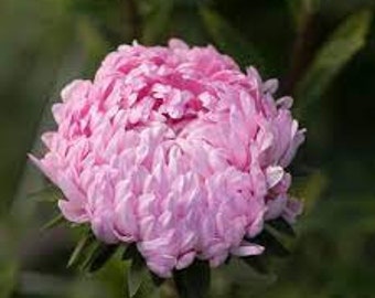 Aster Tower Salmon flower seed 25