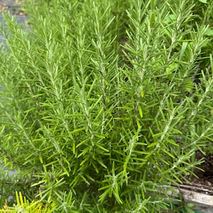 Live Herb starts rosemary thyme oregano, sage, organic .Rootable  Cutting for garden no soil shipping