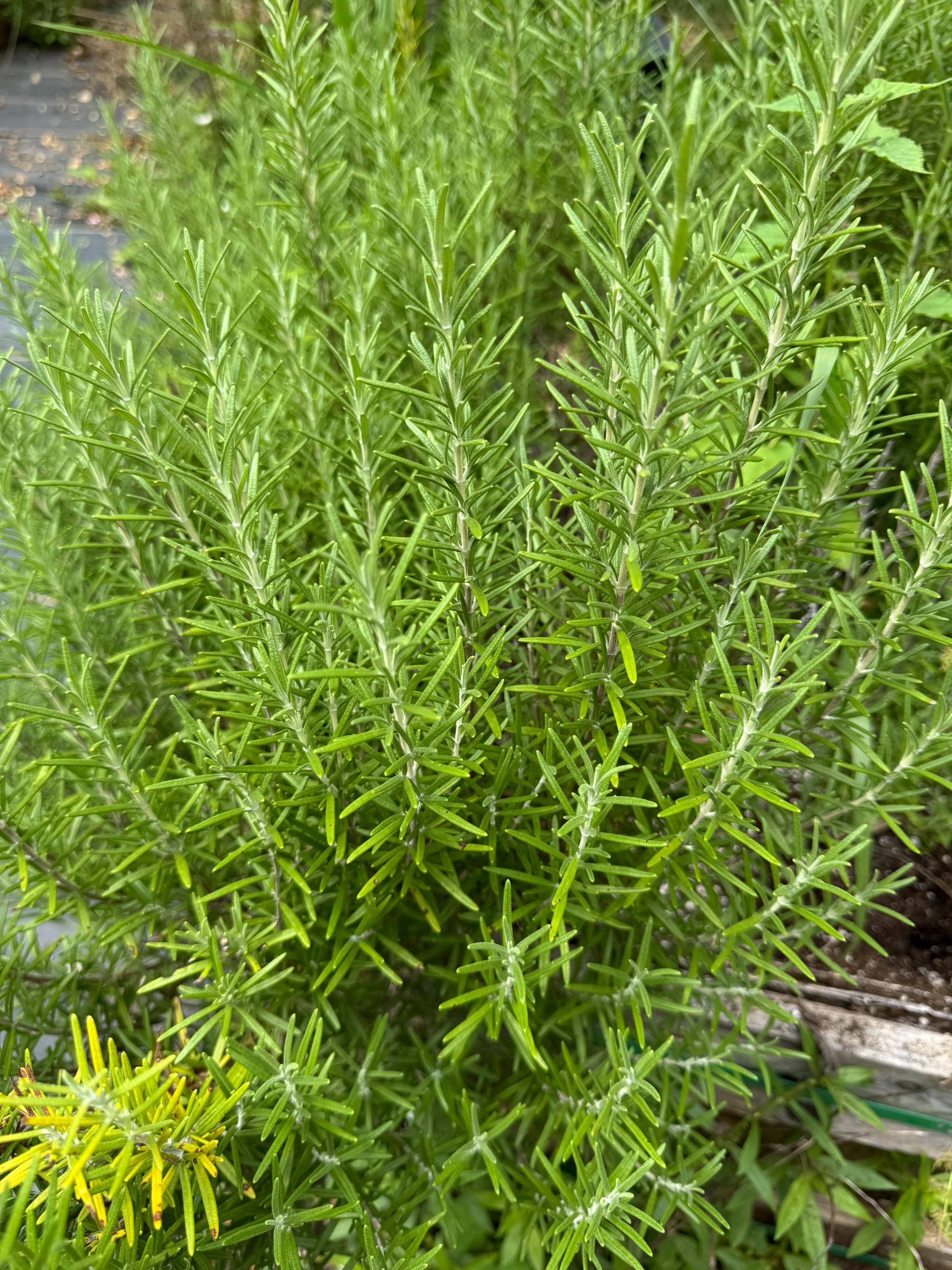 Live Herb starts rosemary thyme oregano, sage, organic .Rootable  Cutting for garden no soil shipping