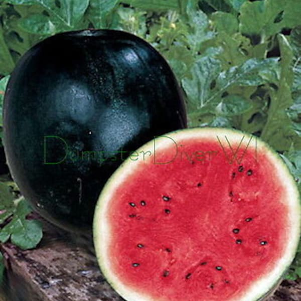 Watermelon Black Diamond seeds 20