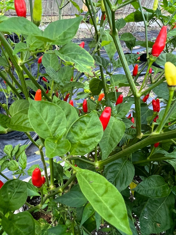 Pepper Tobacco heirloom seeds 20
