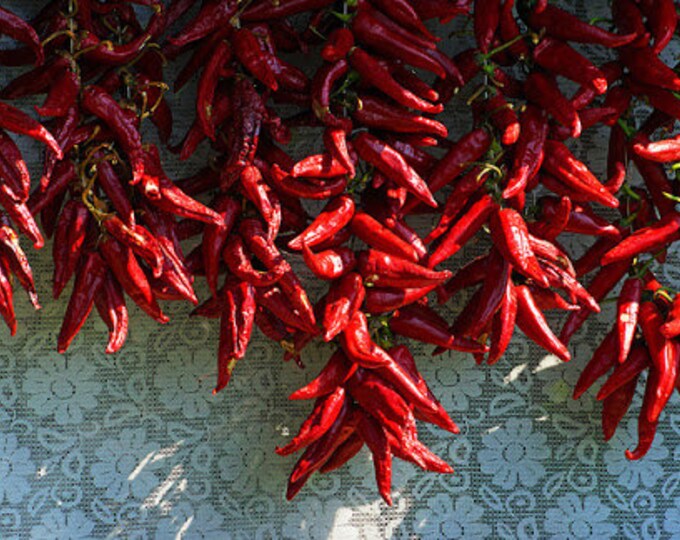 Pepper Hungarian Paprika Szegedi Seeds 10 Etsy