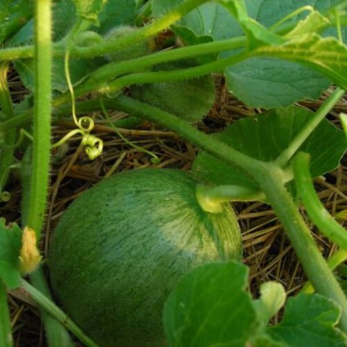 Mini Sugar Cubes Cantaloupe Seeds Etsy