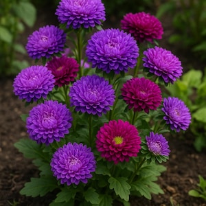 Aster gremlin double flower seeds 50