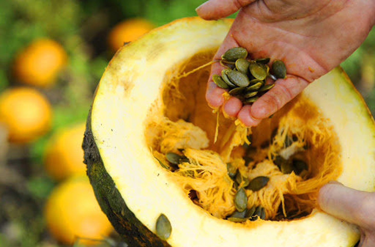 Pumpkin Styrian Organic Seed 10 Etsy