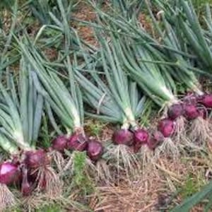 Onion Red Ruby Heirloom seed  100