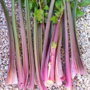 Könnte beinhalten: Ein Bund Selleriestangen mit rosa und grünen Stielen. Die Stangen liegen in einer Reihe auf einer Oberfläche aus kleinen, grauen Steinen.