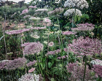 Dara ammi Daucus carotenoid seeds 25 NO WA