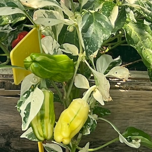 May include: A close-up of a pepper plant with variegated leaves and three peppers. One pepper is green, one is yellow, and one is striped green and yellow.