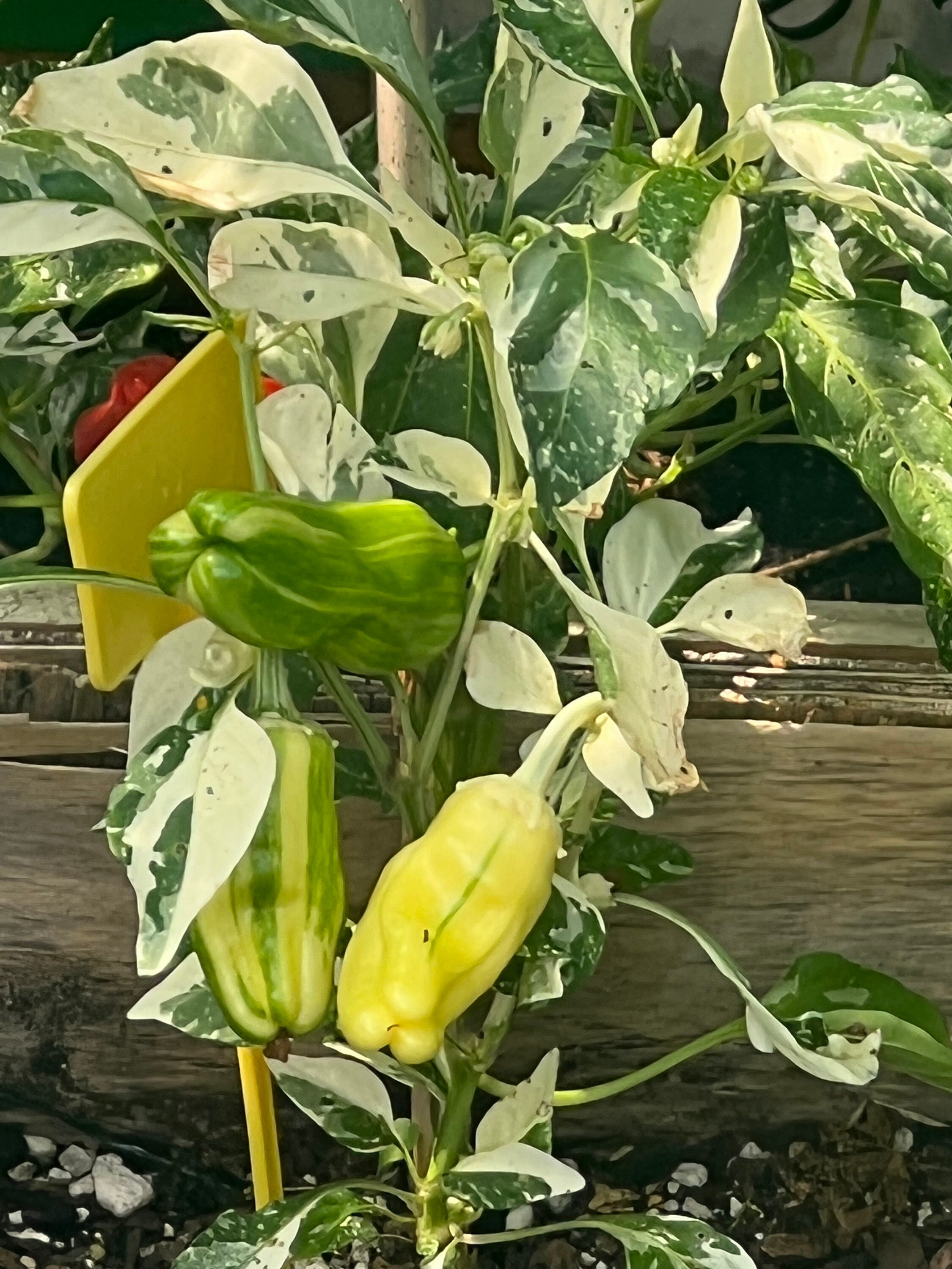 Pepper Candy Cane Pepper Seeds 10 Etsy