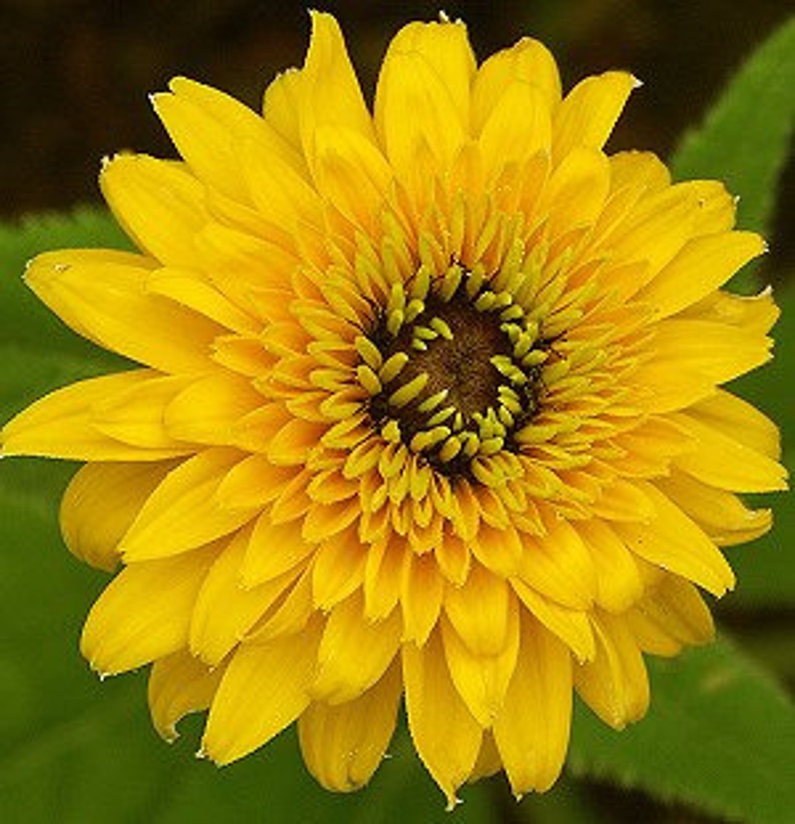 Rudbeckia Gloriosa Double Daisy flower seed 25 Etsy