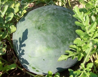 Watermelon Florida Giant heirloom seed 20