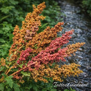 Könnte beinhalten: Nahaufnahme von Quinoa-Pflanzen mit lebendigen Farben. Das Bild zeigt die rötlich-rosa und goldbraunen Samenstände der Pflanze, vor einem verschwommenen Hintergrund aus grünem Laub und einem Bach. Der Text "TattooGardener" ist sichtbar.