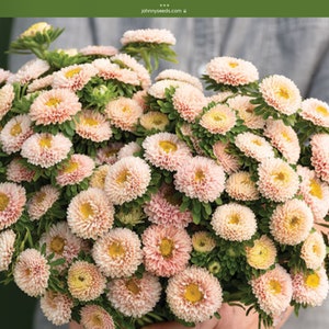 Aster apricot Matsumoto seed 25