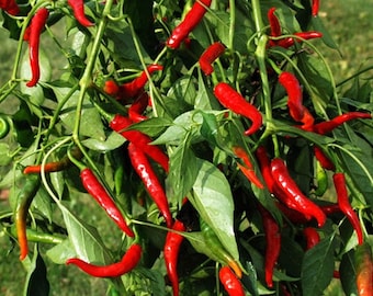 Pepper Long slim Cayenne pepper seeds 20