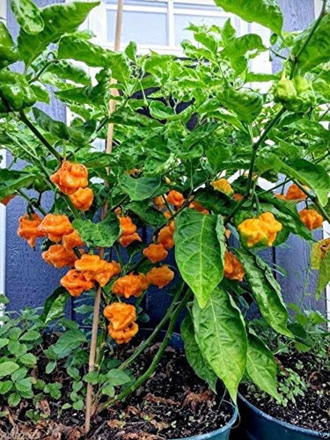 Pepper Jamaican Yellow Hot Pepper Seeds 10 Etsy