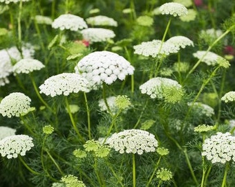 Può includere: Un campo di fiori bianchi di pizzo reale in fiore. I fiori sono delicati e piumosi, con un gruppo di piccoli fiori bianchi al centro di ogni fiore.