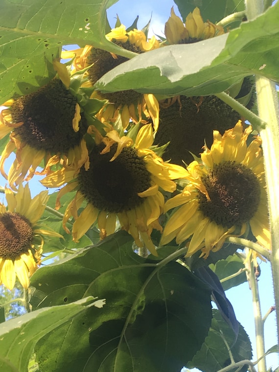 Sunflower Procut Orange Single Stem Flower Seeds 25 - Etsy