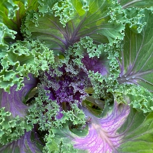 Kale Japanese flowering heirloom seed 25