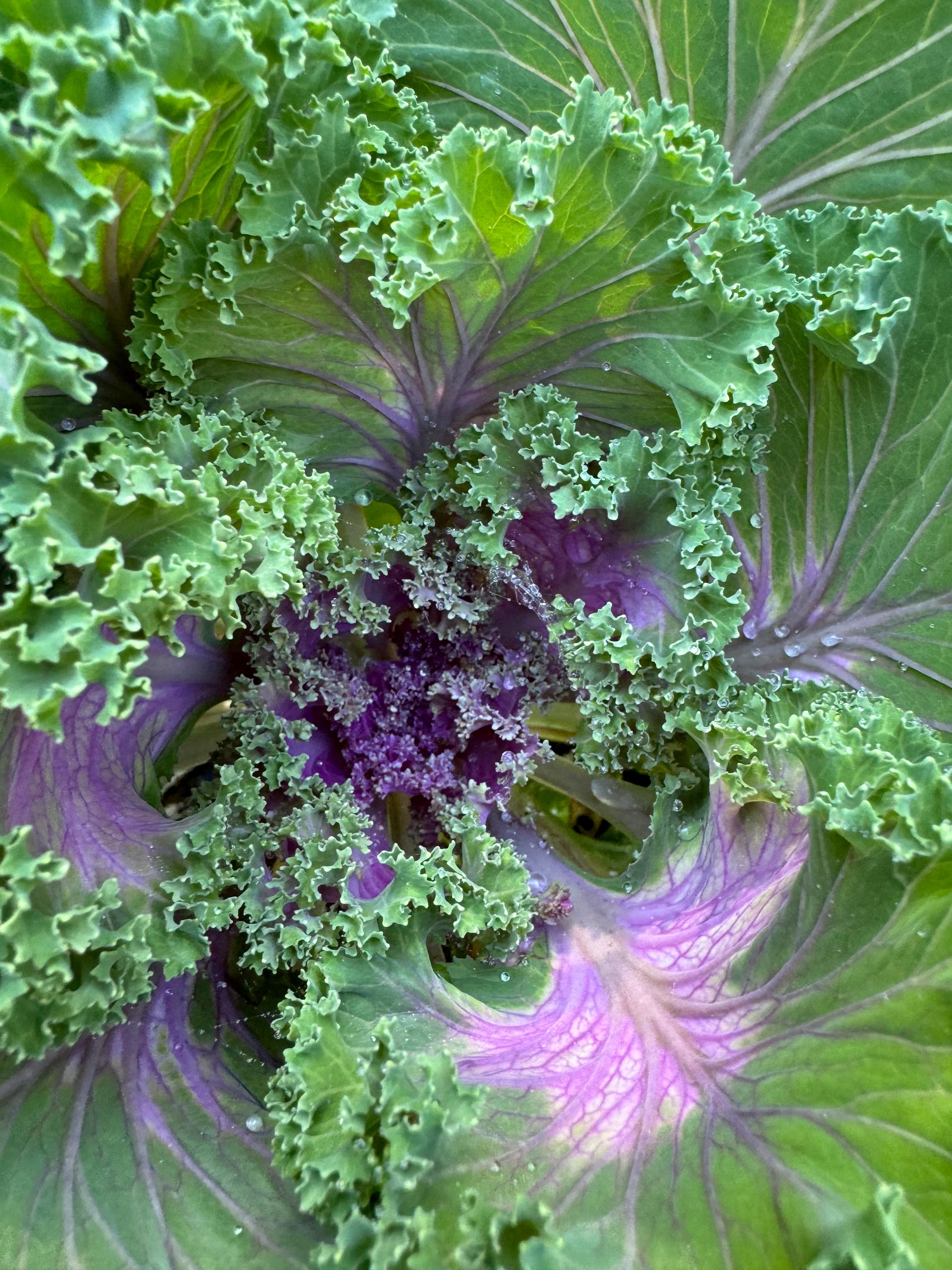 Kale Japanese Flowering Heirloom Seed 25 - Etsy