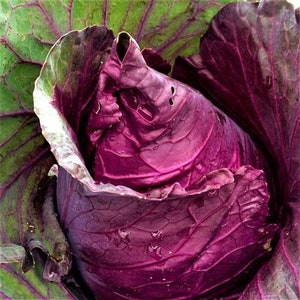 Puede incluir: Primer plano de una col roja con hojas de color púrpura intenso. La col está bien apretada y tiene una superficie lisa y brillante.