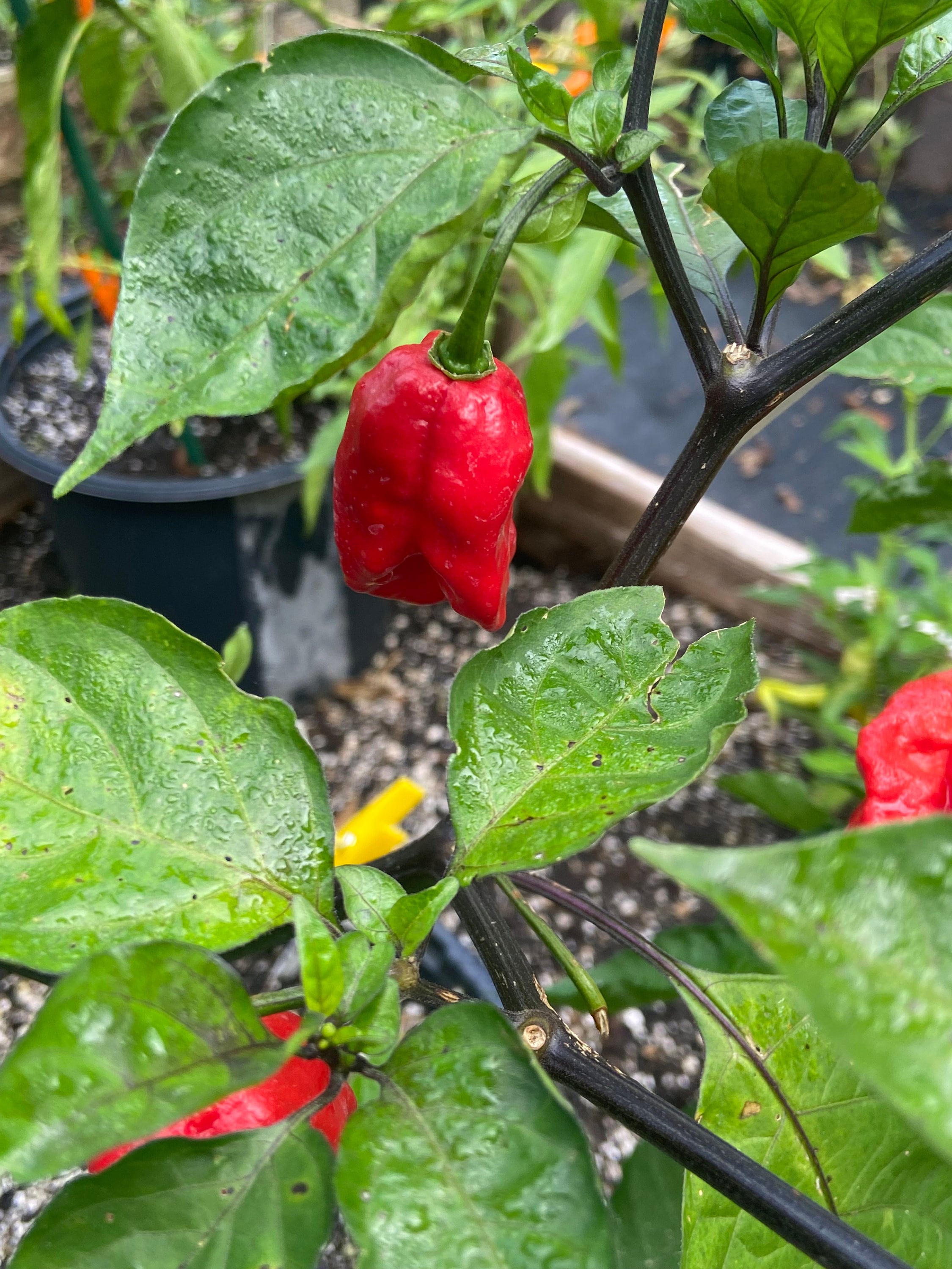 Carolina reaper - Etsy 日本