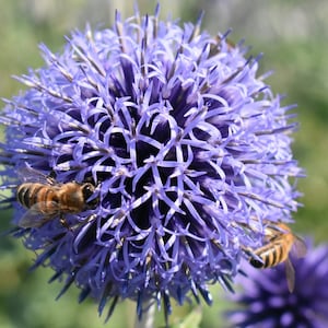 Può includere: Primo piano di un fiore di cardo globo viola con tre api che ronzano intorno.