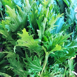 May include: A bunch of fresh, green leafy greens. The leaves are long and narrow with a slightly frilled edge.