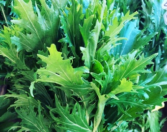 Semillas de mostaza Mizuna Heirloom 75