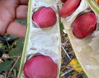Espada de habichuelas (Canavalia gladiata) Semillas de Jack y las habichuelas mágicas 5