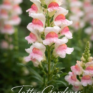 Leeuwebek erfstuk appelbloesem