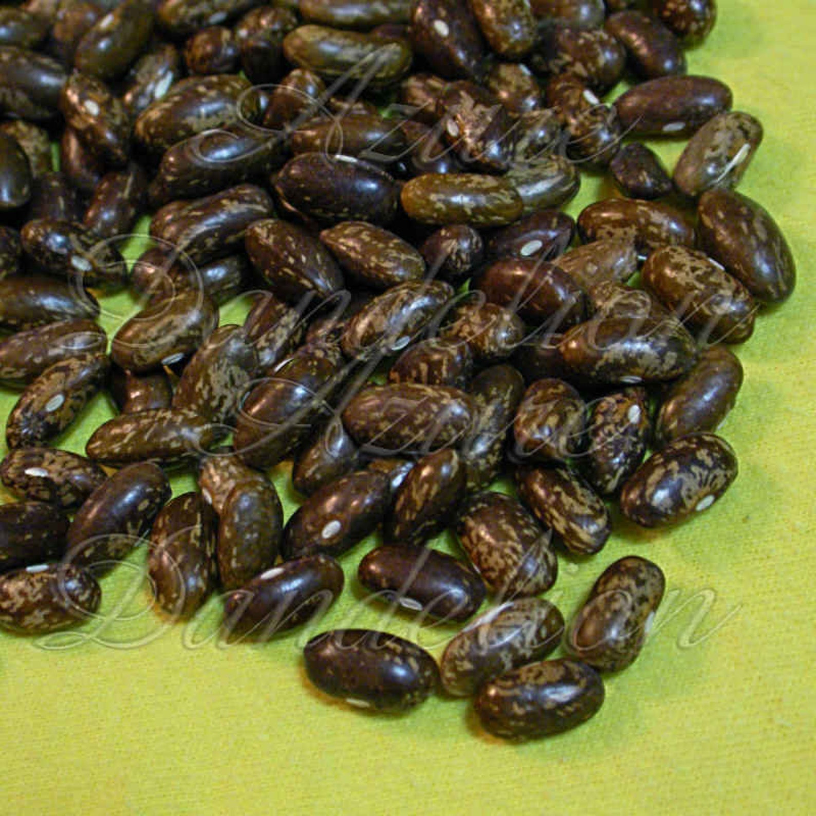 Bean Top Crop bush heirloom seeds 50 Etsy