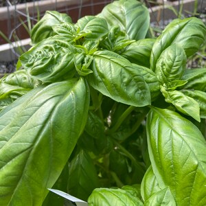 Basil lettuce large leaf seed 50