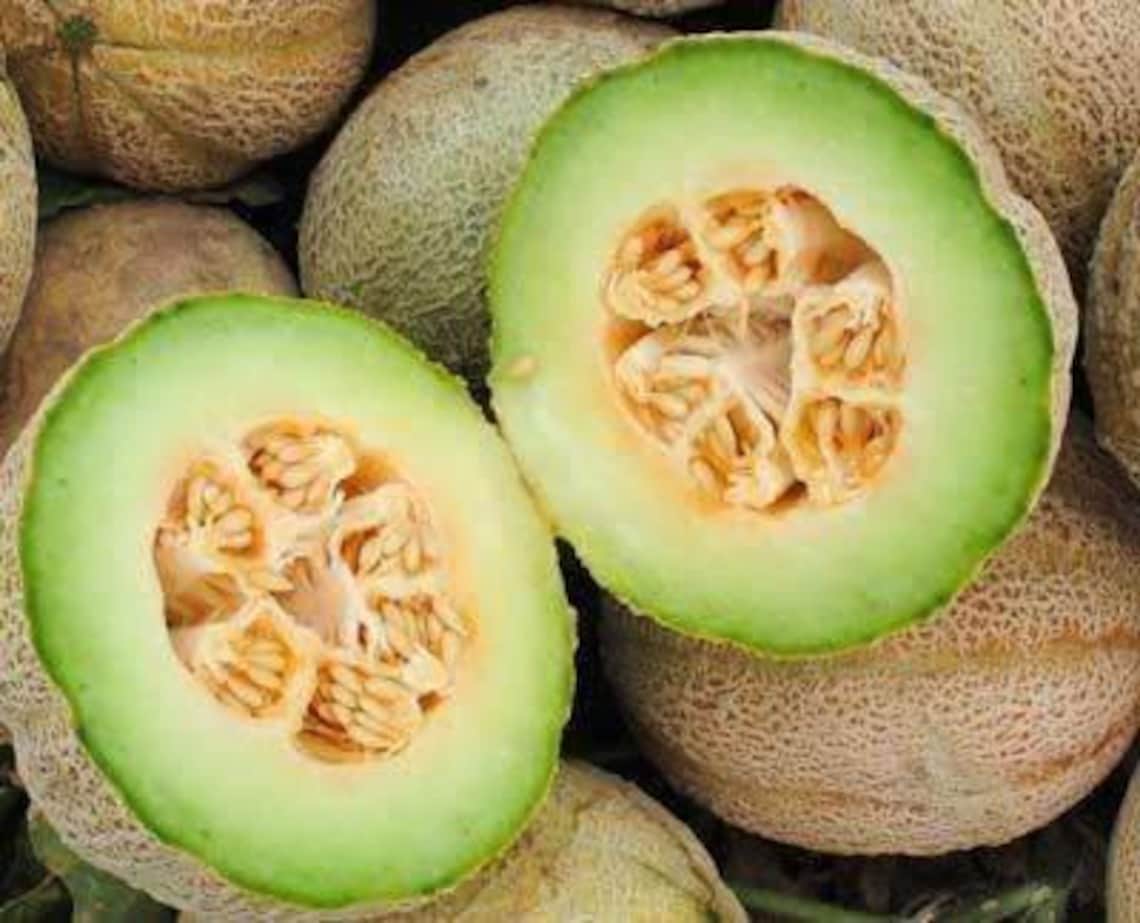 Cantaloupe Rocky Ford seeds 15 Etsy