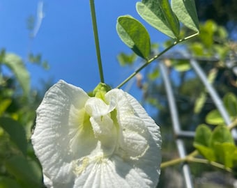 Schmetterlings-Erbse Thai Doppelt Weiß Heirloom samen 5