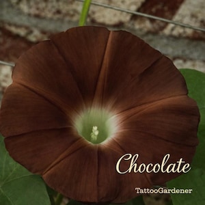 May include: A close-up of a chocolate-colored morning glory flower with a light green center. The word "Chocolate" is written in cursive on the lower right. The text "TattooGardener" is below the word "Chocolate".