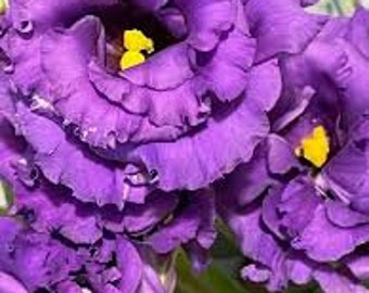 Lisianthus voyage 2 Blue Pelleted Flower Seed 25