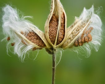 Showy Milkweed Seeds Asclepias Speciosa Monarch Butterfly Flower Seeds