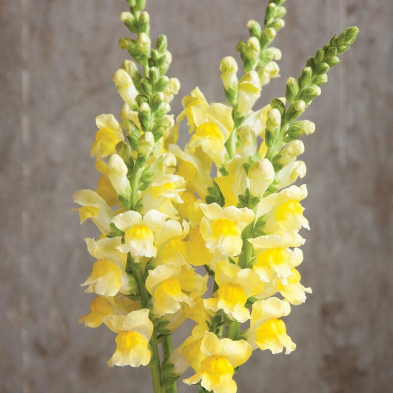Snapdragon Potomac yellow pelleted seeds s 50