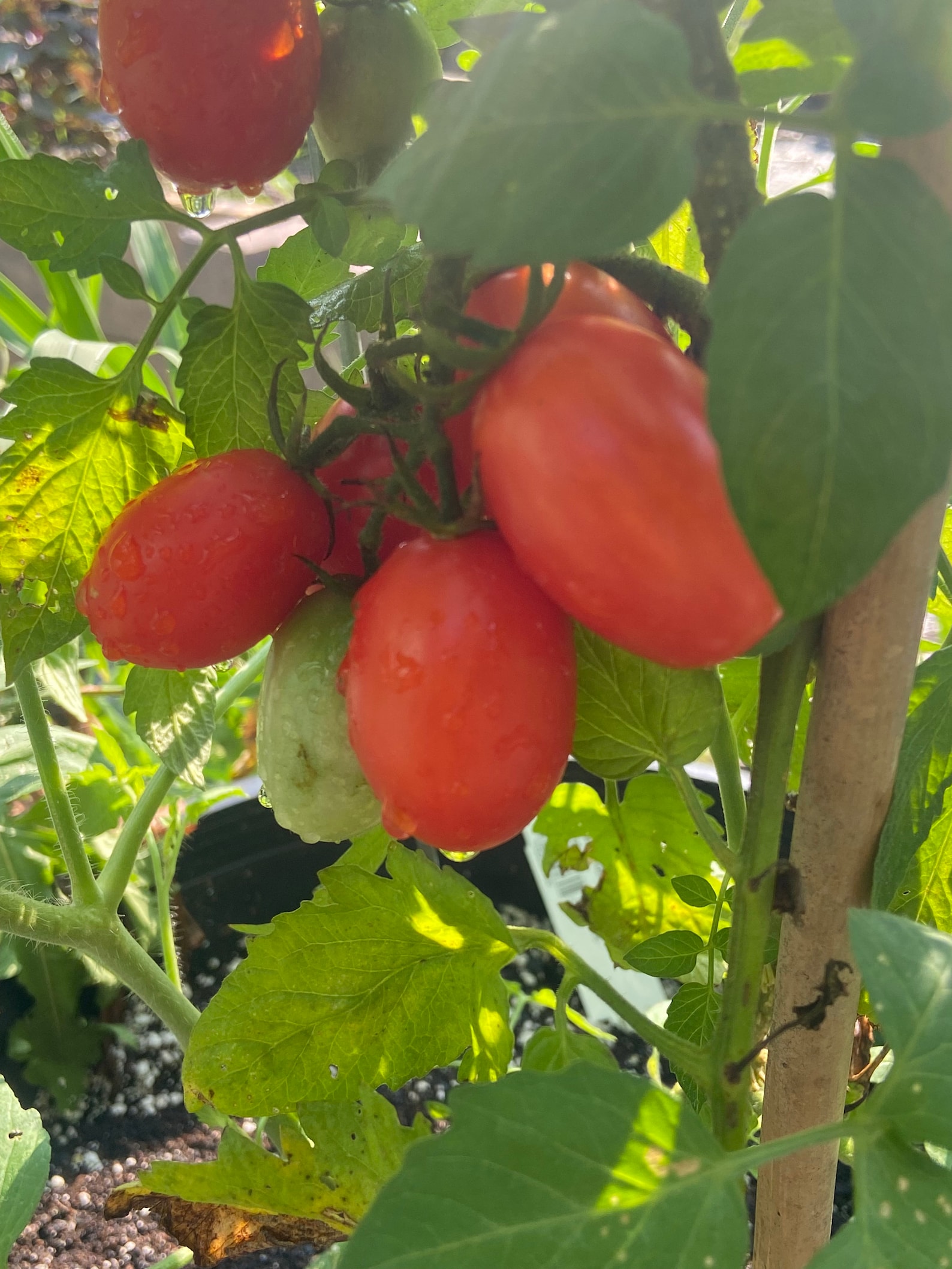 Tomato Juliet Heirloom Seeds 25 Etsy
