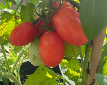 Tomato  Juliet heirloom seeds 15