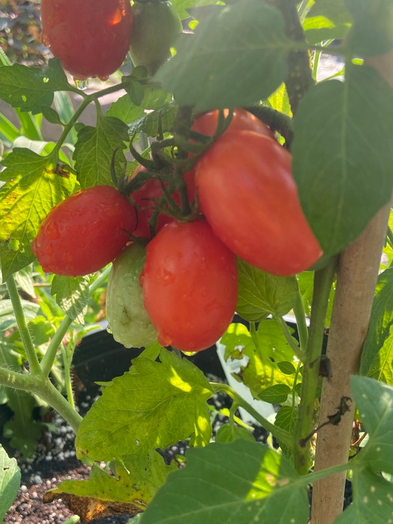 Tomato Juliet Heirloom Seeds 15 Etsy