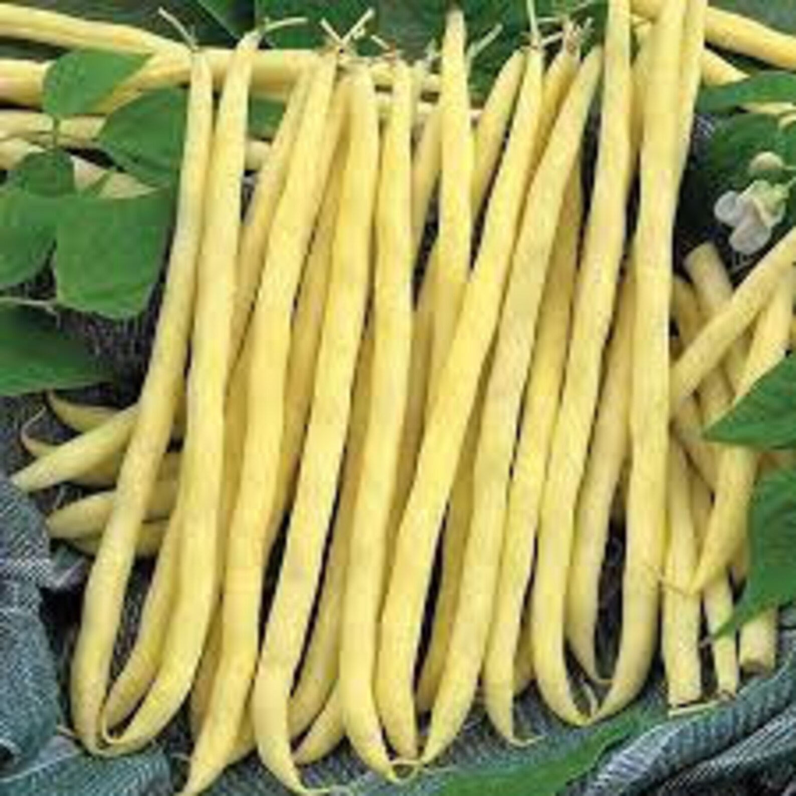 Bean Bush Filet French Gold Seeds 50 Etsy